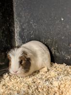 Jonge cavia, Dieren en Toebehoren, Knaagdieren, Juni, Cavia