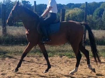Prachtig zangersheide superbraaf paard beschikbaar voor biedingen