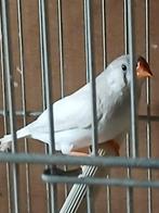 Zeebravinkjes, Dieren en Toebehoren