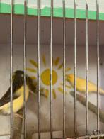 KWEEKKOPPELS: ZEBRAVINK-DIAMANTDUIF-PADDAS- JAP.MEEUW, Dieren en Toebehoren, Meerdere dieren, Tropenvogel