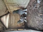 Takla duiven te koop !!, Dieren en Toebehoren, Meerdere dieren, Overige soorten