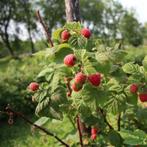 Frambozen, Tuin en Terras, Planten | Tuinplanten, Ophalen, Herfst