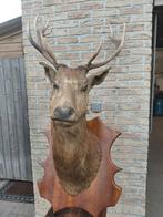 Hertekop taxidermie, Ophalen