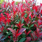 Photinia fras. ‘Carré Rouge’ 40/60, Tuin en Terras, Planten | Struiken en Hagen, Ophalen