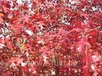 moeraseik,  Quercus palustrus, Tuin en Terras, Planten | Tuinplanten, Ophalen