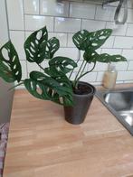 Monstera Monkey Mask, Groene kamerplant, Ophalen, In pot, Minder dan 100 cm