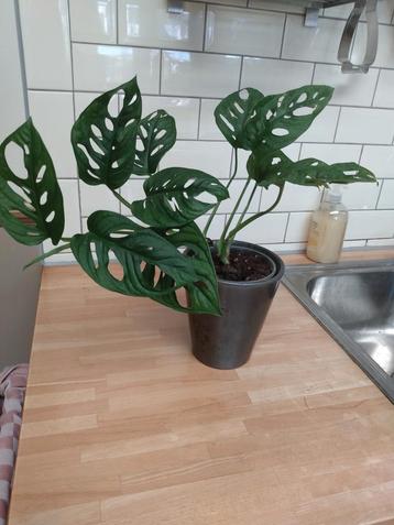 Monstera Monkey Mask  beschikbaar voor biedingen