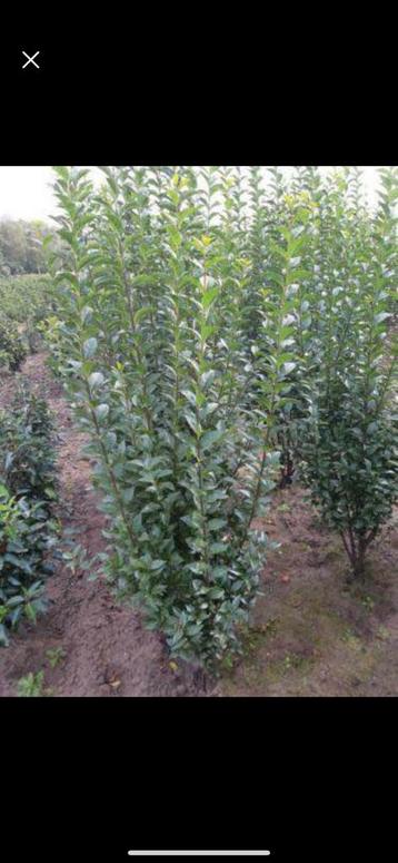 Ligustrum haagplanten met kluit beschikbaar voor biedingen