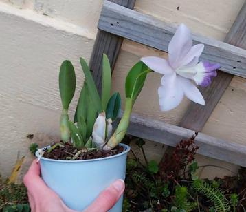 Bloeiende Orchidee Blauwe Cattleya Mini Purple* Geurig 🦋 beschikbaar voor biedingen