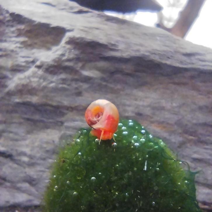 Roze & rode posthoornslakken, Dieren en Toebehoren, Vissen | Aquariumvissen