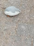 Chinese dwergkwartels, Dieren en Toebehoren, Meerdere dieren, Tropenvogel, Geringd