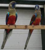 Gezocht! Blue bonnet parkiet, Mannelijk, Parkiet, Geringd