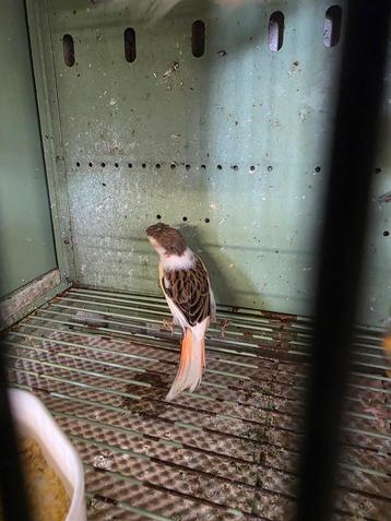 Canaris à vendre 12€ l'unité, Sexe inconnu, Canari de couleur