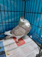 Haagse kroppers koppel, Animaux & Accessoires, Oiseaux | Pigeons