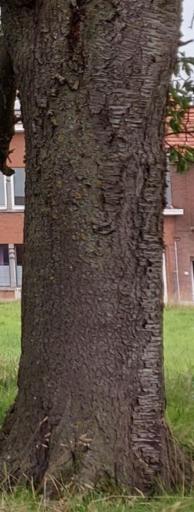 Stamhout, Doe-het-zelf en Bouw, Hout en Planken, Ophalen