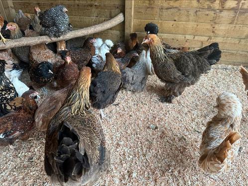 Brahma goudpatrijs blauwpatrijs witpatrijs, Dieren en Toebehoren, Pluimvee