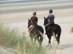 Wie kan samen met mij een paard uitrijden aan zee / strand, Dieren en Toebehoren, Paarden en Pony's | Verzorgingsproducten, Ophalen of Verzenden
