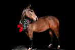 Eyecatcher merrie AQHA/APHA, Dieren en Toebehoren, Paarden, Merrie, Minder dan 160 cm, Met stamboom, 3 tot 6 jaar