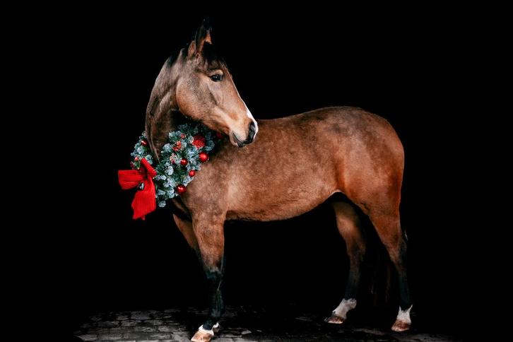 Eyecatcher merrie AQHA/APHA, Dieren en Toebehoren, Paarden, Merrie, Onbeleerd, Minder dan 160 cm, 3 tot 6 jaar, Westernpaard, Met stamboom