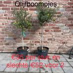 Olijfbomen olea europaea aan stuntprijzen!, Tuin en Terras, Ophalen
