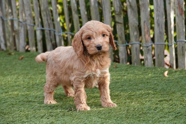 Prachtige Cockapoo pups (abrikoos, sable en zwart), Dieren en Toebehoren, Honden | Retrievers, Spaniëls en Waterhonden, Meerdere dieren