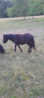 Shetland stamboek zwarte hengstenpony’s, Dieren en Toebehoren, Pony's, Hengst, Met stamboom