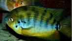 Zeldzame Centrarchus cichliden, Dieren en Toebehoren, Vissen | Aquariumvissen, Vis, Zoetwatervis