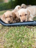 Mooie labrador pups, Dieren en Toebehoren, Honden | Retrievers, Spaniëls en Waterhonden, België, CDV (hondenziekte), 8 tot 15 weken