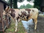 Roodbonte, horenloze en genoomgeteste stier, Dieren en Toebehoren, Mannelijk, 0 tot 2 jaar