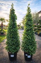 Laurus Nobilis piramide - Laurier, Ophalen, Halfschaduw