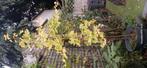 ginko biloba, Tuin en Terras, Planten | Bomen, Ophalen, In pot