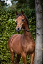 Arabische volbloed hengst, Hengst