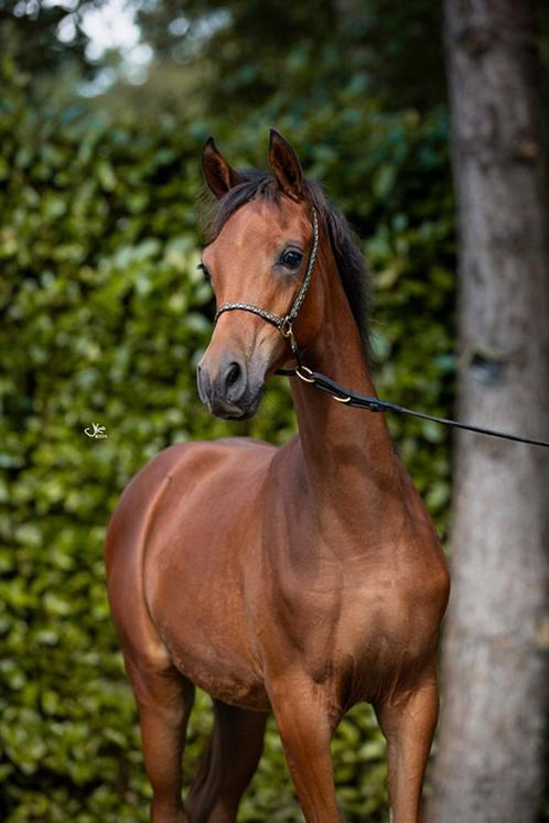 Arabische volbloed hengst, Dieren en Toebehoren, Paarden en Pony's | Dekhengsten en Fokmerries, Hengst