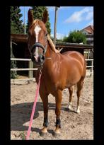 Prachtige D pony merrie 12 jaar zoekt fijne thuis, Dieren en Toebehoren, Paarden, Merrie, Minder dan 160 cm, Gechipt, 11 jaar of ouder