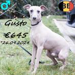 Petit Lévrier Italien, Astrid & Gusto - recherche doux foyer, 1 à 2 ans, Commerçant, Autres races, Plusieurs