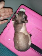 Cavia's zonder haar , skinny, Dieren en Toebehoren, Knaagdieren, Oktober, Meerdere dieren, Cavia