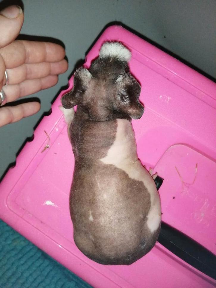 Cavia's zonder haar , skinny, Dieren en Toebehoren, Knaagdieren, Meerdere dieren, Cavia, Oktober