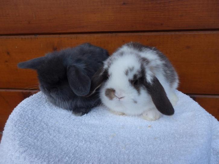 nhd/minilop, koppels, Animaux & Accessoires, Lapins, Nain, Plusieurs animaux, 0 à 2 ans, Oreilles tombantes