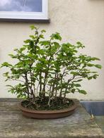 Bonsai, Tuin en Terras, Planten | Bomen, Minder dan 100 cm, Overige soorten, Volle zon, Bloeit niet
