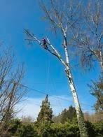 Elagage abattage tout types d'arbres sans engagement