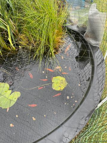 goudvissen en sluierstaarten beschikbaar voor biedingen