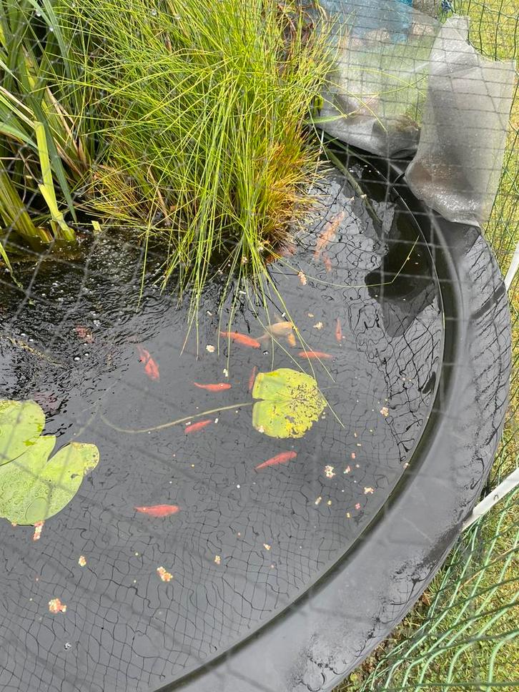 goudvissen en sluierstaarten, Dieren en Toebehoren, Vissen | Vijvervissen, Goudvis(sen)