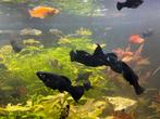 Black Molly’s 6-9 cm groot, Dieren en Toebehoren, Vis, Zoetwatervis