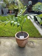 Chamaedorea microspadix palmboom -8, Tuin en Terras, Planten | Tuinplanten, Ophalen