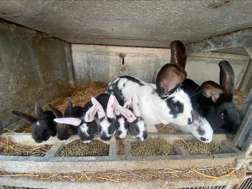 Vlees konijnen, Dieren en Toebehoren, Konijnen, Groot, Geslacht onbekend, 0 tot 2 jaar