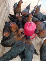 poulets harco noirs 100% poules à partir de 9 euros, Animaux & Accessoires, Femelle, Poule ou poulet