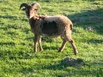 Soay Ram, Dieren en Toebehoren, Schapen, Geiten en Varkens, Mannelijk, Schaap, 0 tot 2 jaar