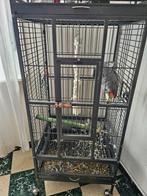Gris du gabon, Dieren en Toebehoren