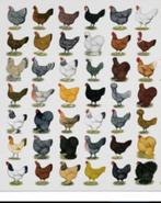 Zeldzame kippenrassen gezocht, Dieren en Toebehoren, Pluimvee