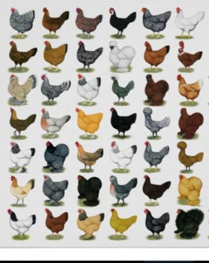 Zeldzame kippenrassen gezocht, Dieren en Toebehoren, Pluimvee